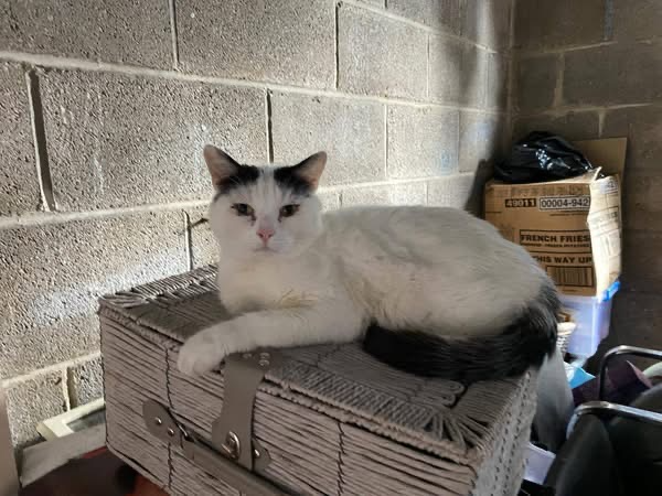 L615 - white & black male - ALLENTON