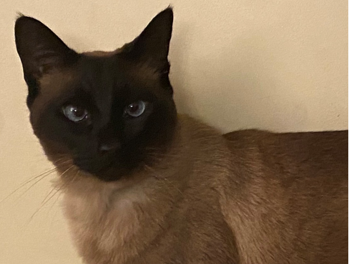 Gracie
