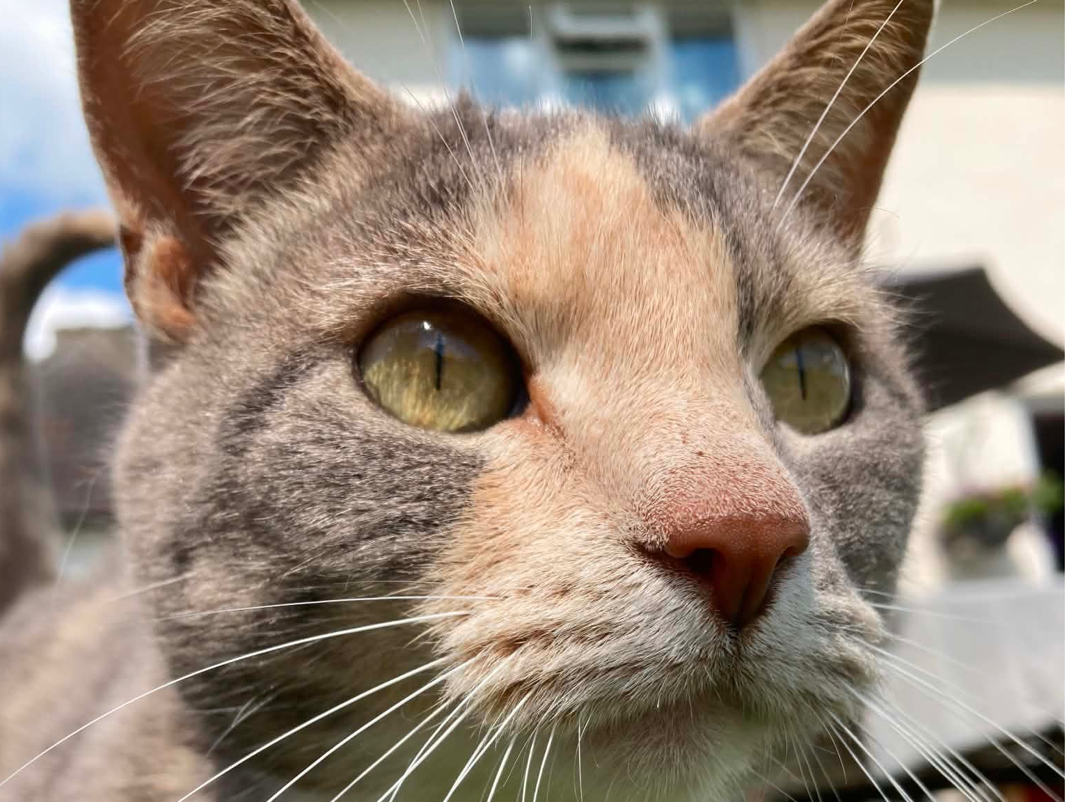Pippin - missing Street