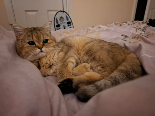 Biscuits Lost 2026.027 - Bedford Drive, Titchfield Common, PO14
