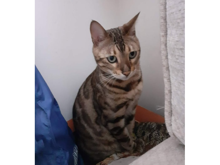 Reggie Lost 2026.028 - Kings Road, nr Neville Ct, Gosport