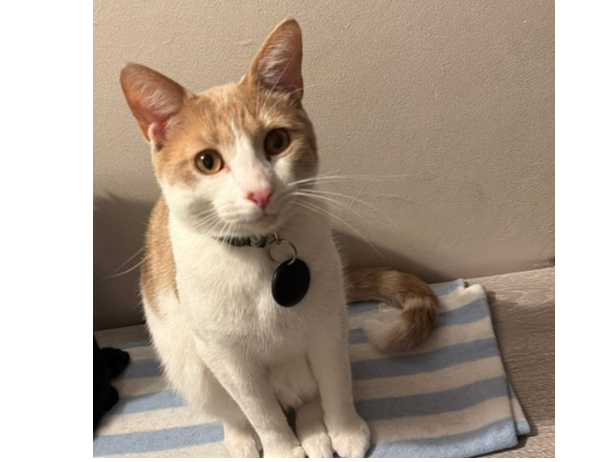 Harry Lost 2026.029 - Nobes Ave shops, Nobes Ave, Bridgemary