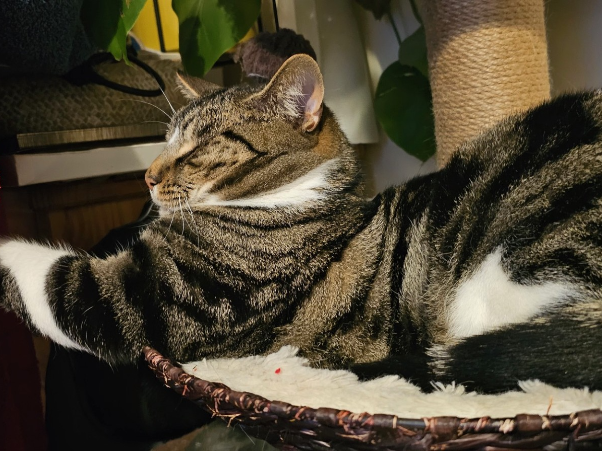 L619 - tabby & white male - CHADDESDEN