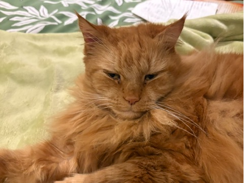 Ollie - Kingswood
