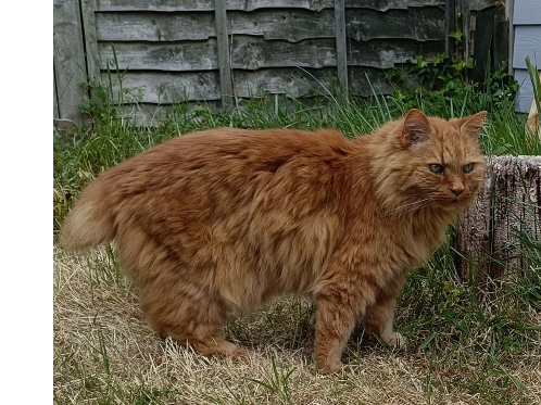 Charlie Lost 2026.030 - Elizabeth Road, off East House Ave, Stubbington