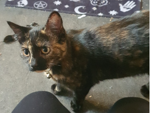Pumpkin Lost 2026.031 - Vian Close, (Harwood Rd end), Bridgemary