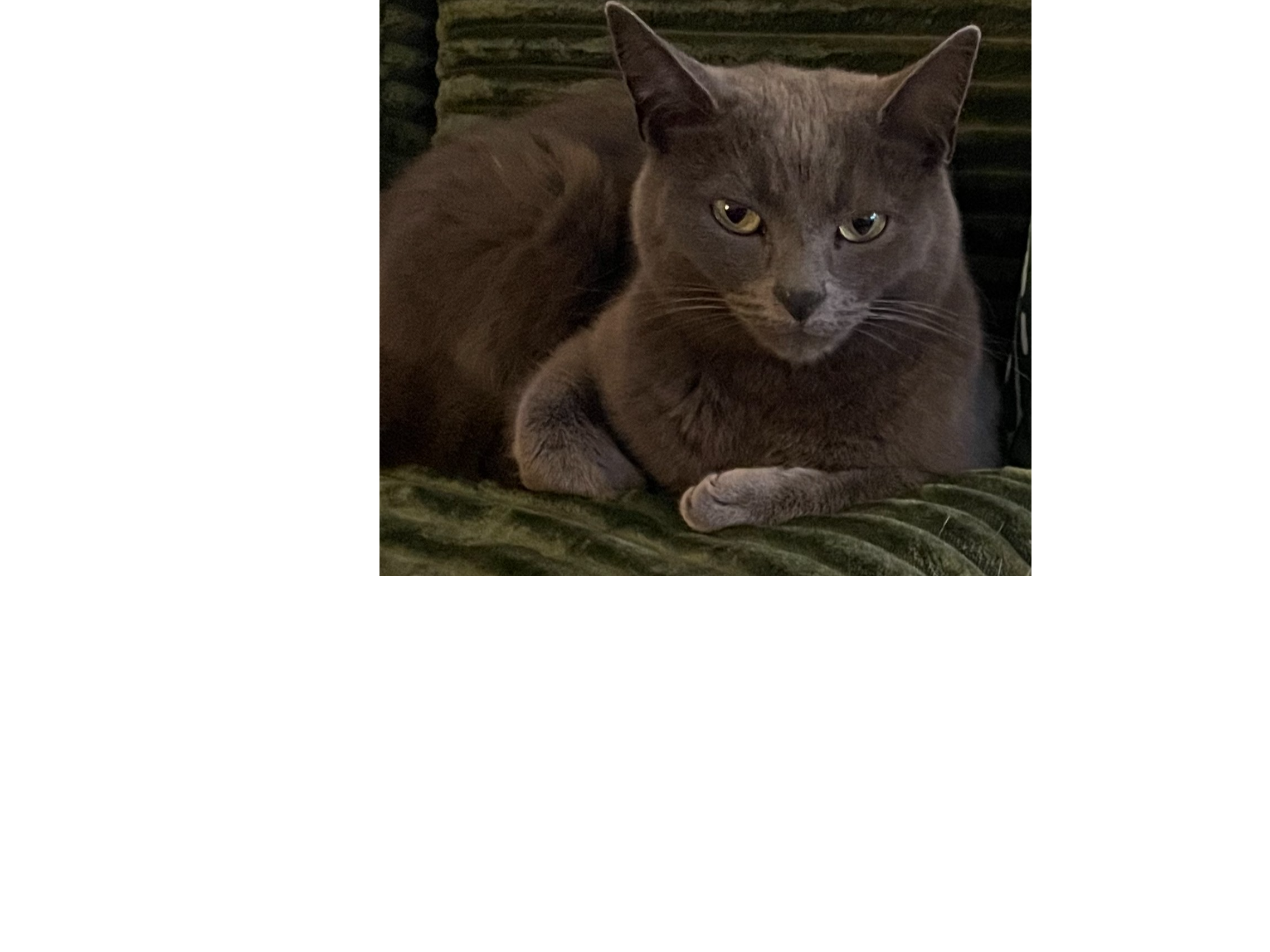 L621 - grey female - ILKESTON