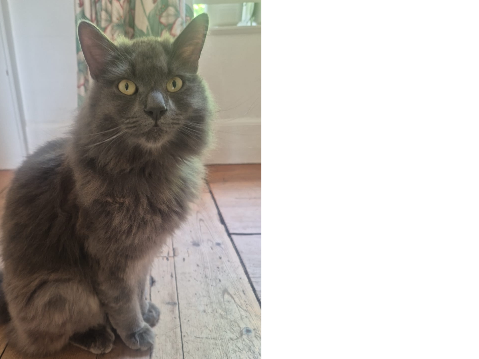 Bootle missing in Melton since 22 May 2026