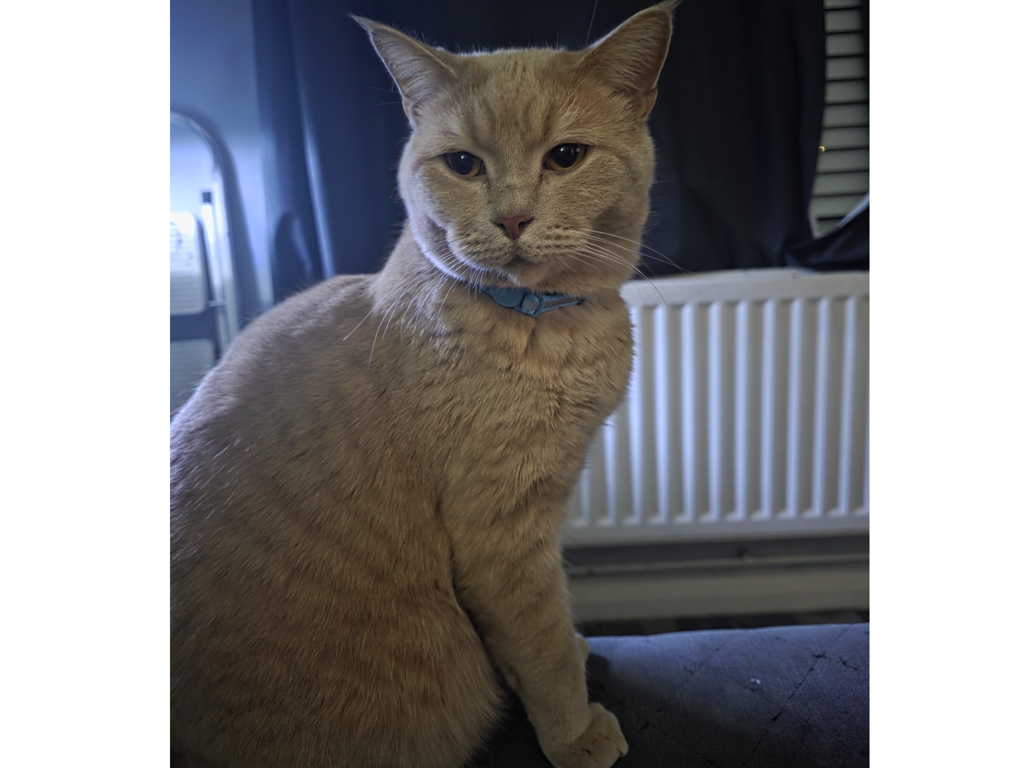 L622 - ginger male - ALLENTON