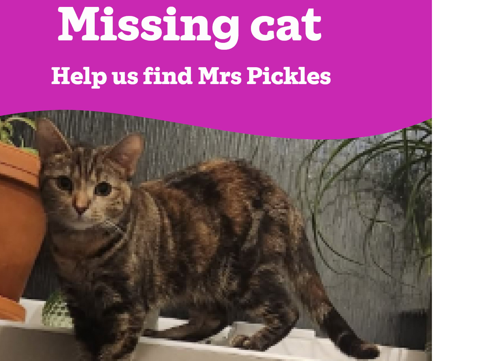 Mrs Pickles - Missing from Swaton