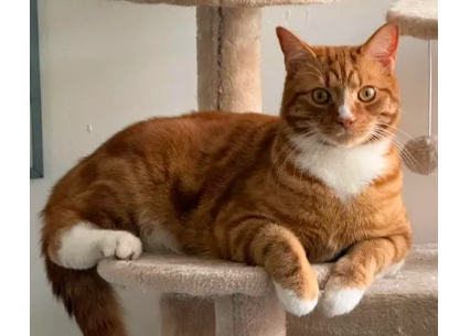 Ginger Lost 2026.032 - Worthing Avenue (off Eastbourne Ave), Gosport
