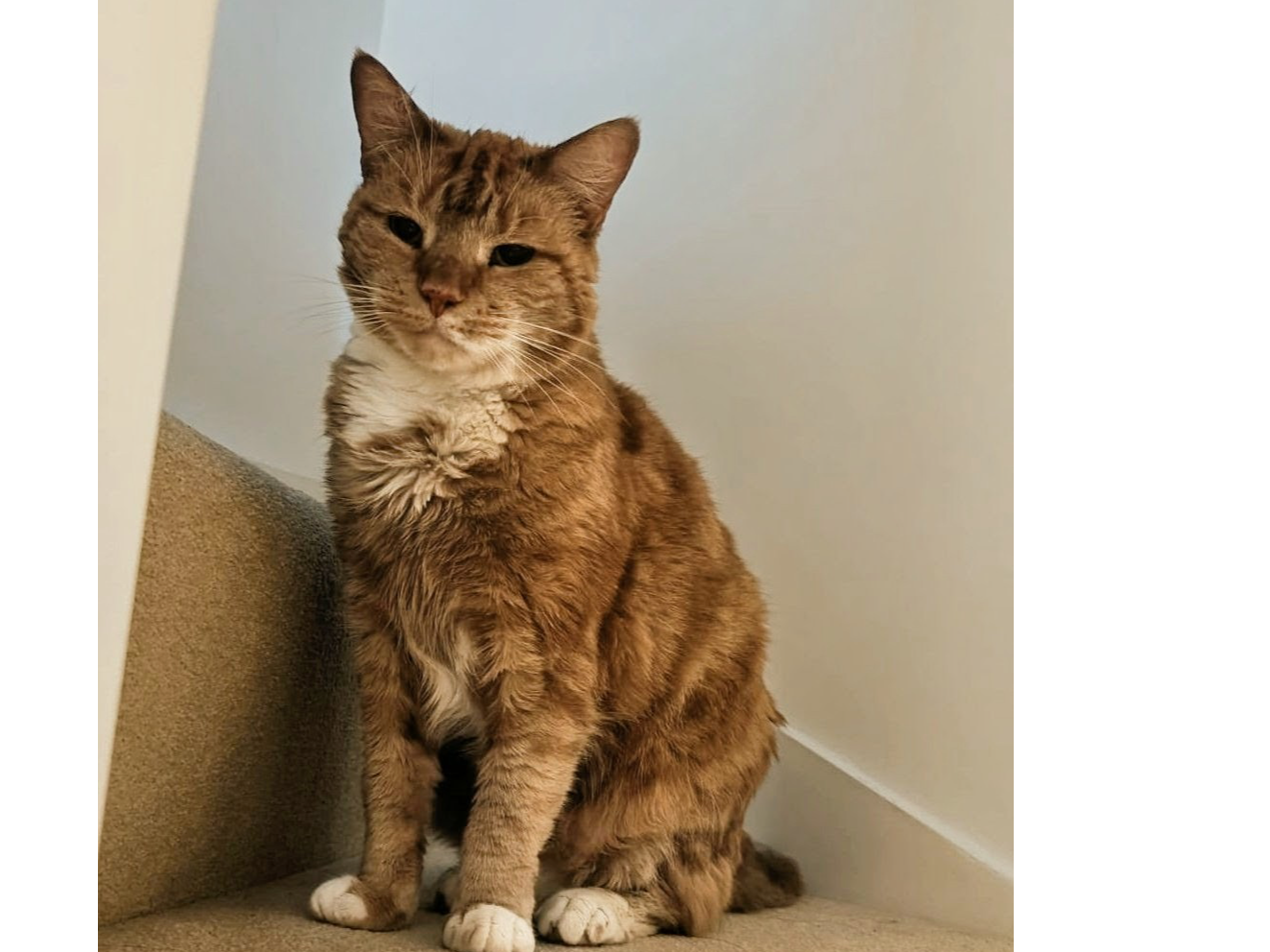 L624 - ginger & white female - MACKWORTH