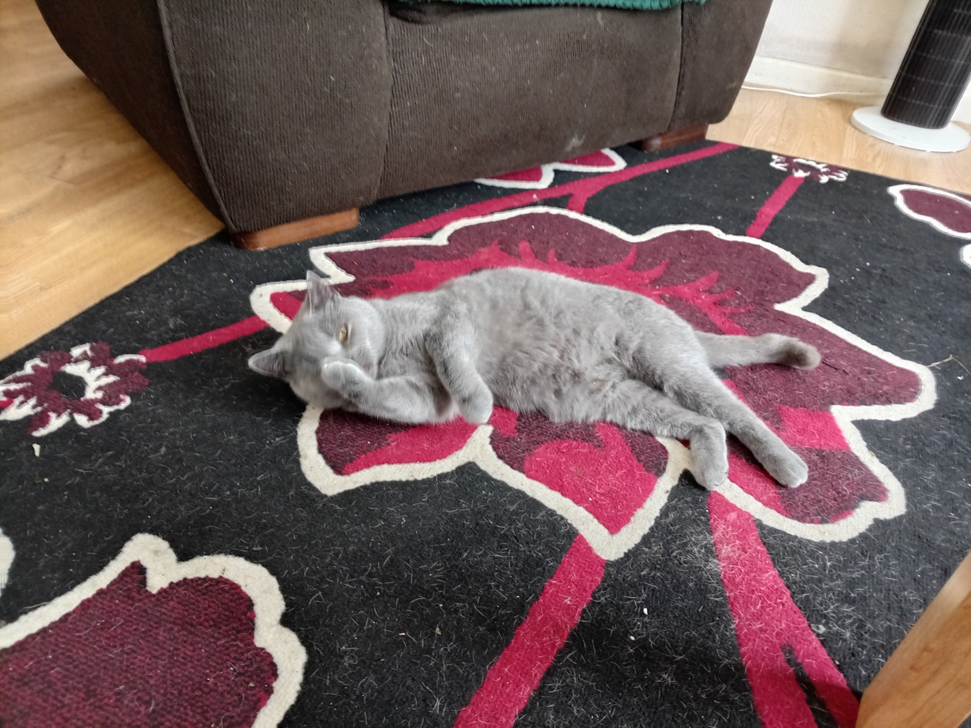 L625 - grey female - DERBY
