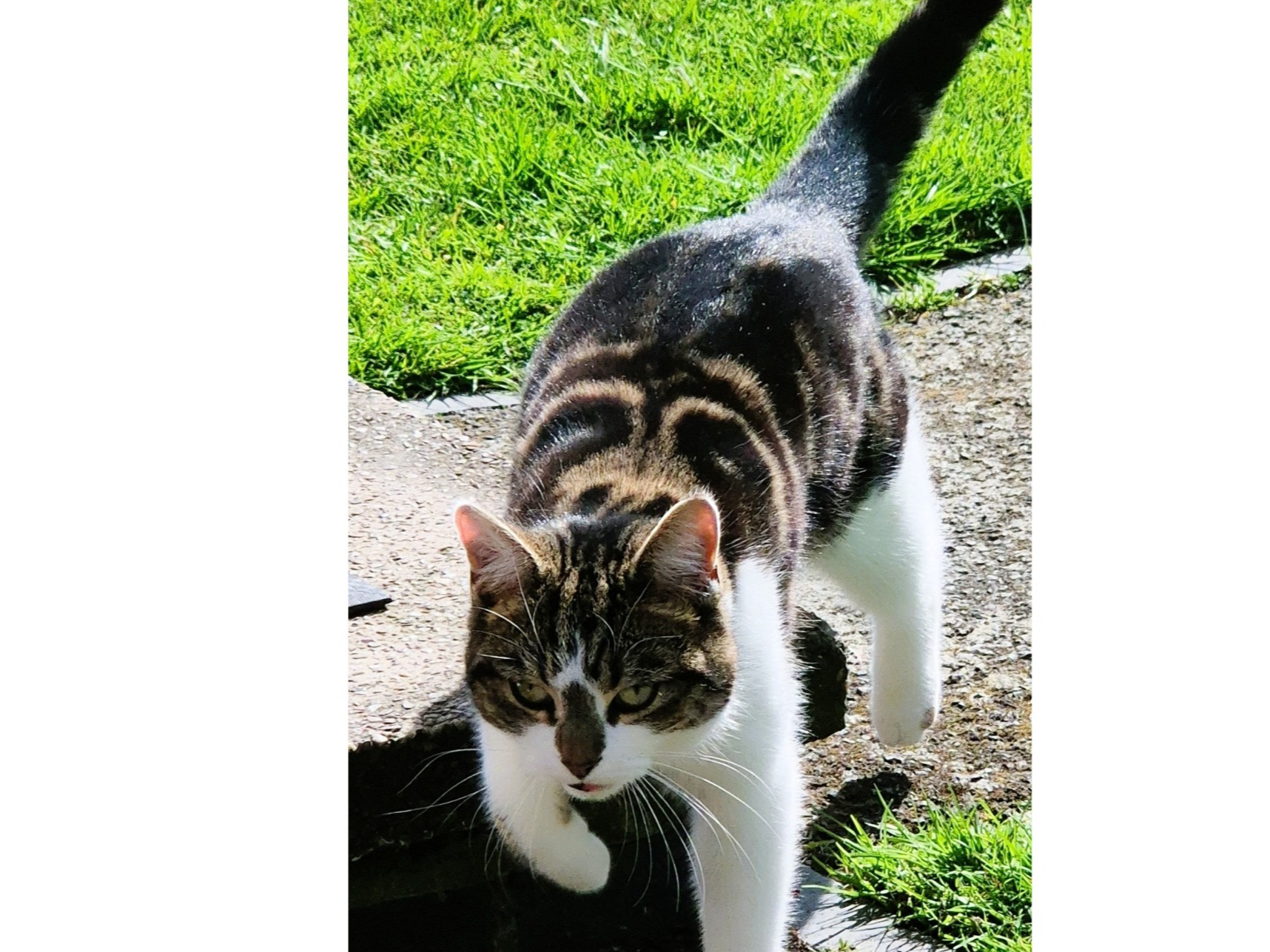 L627 - tabby & white female - FINDERN