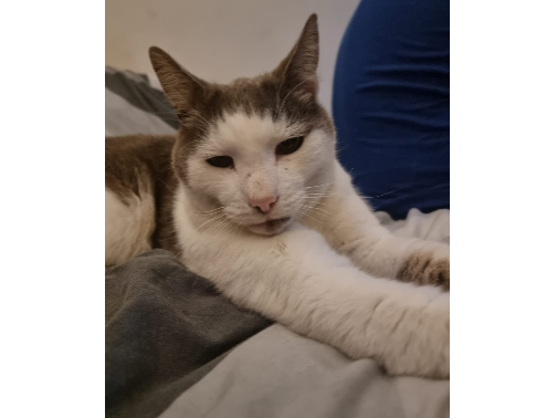 Shadow - Lost 2026.035 - Leesland Rd, opp jct with Tribe Rd, Gosport