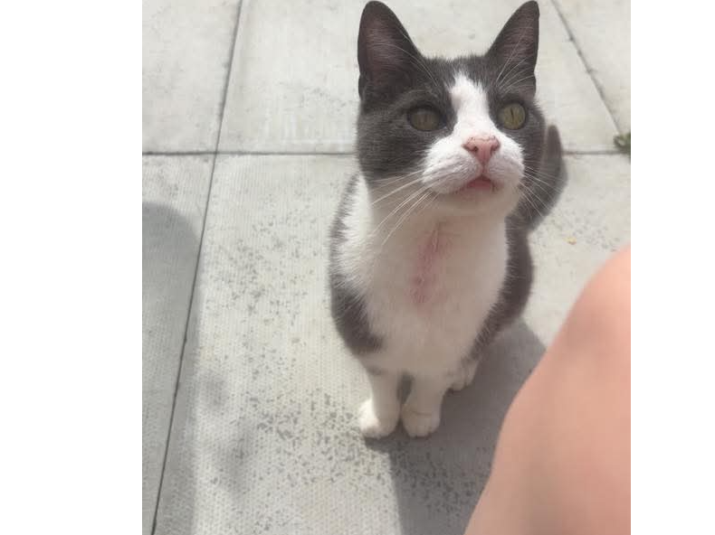 L628 - grey & white male - BOULTON MOOR