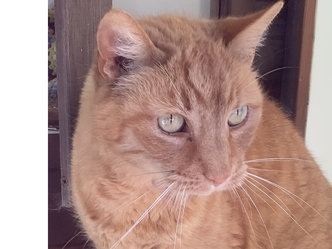 OSCAR -Ginger RETURNED SAFELY