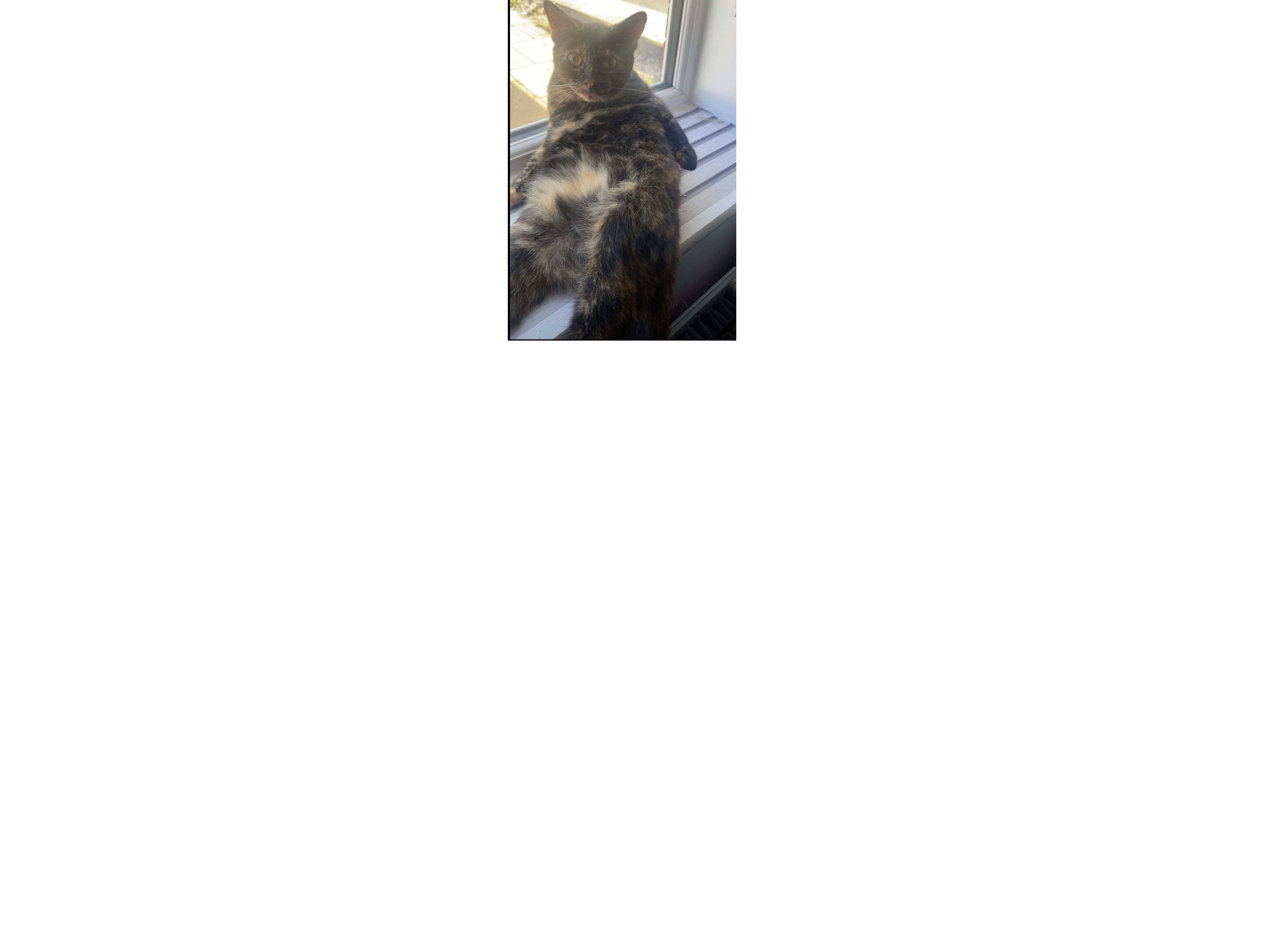 L629 - dark tortoiseshell female - DERBY