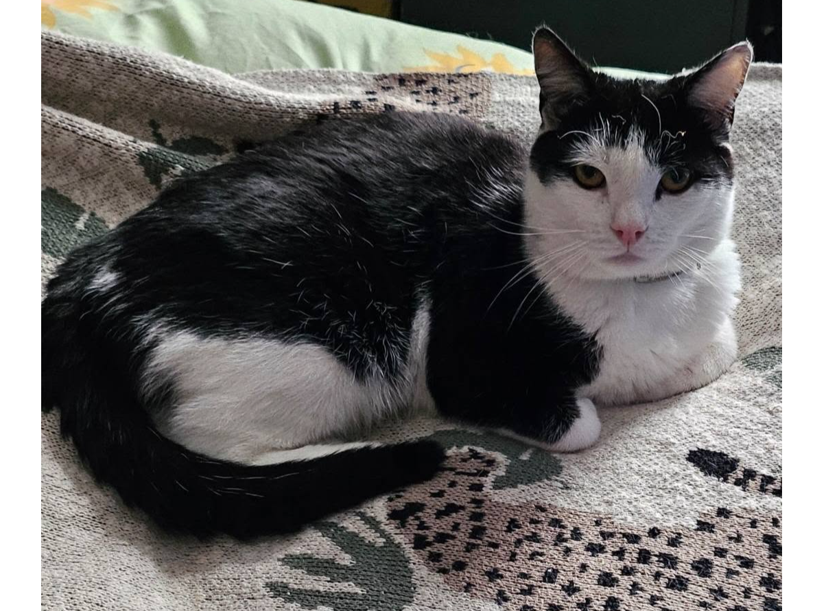 Wolfie Lost 2026.036 - Southcroft Road, opp Westcroft Rd jct, Gosport