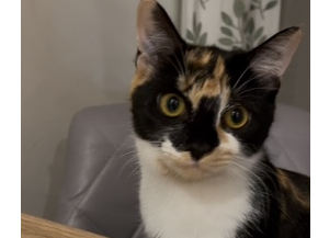 L630 - black, white & ginger female - RIPLEY