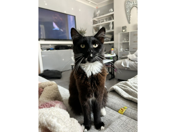 Lost cat, Benwell