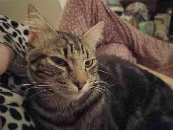 Gandalf Lost 2026.038 - St John's Square, off Forton Rd, Gosport