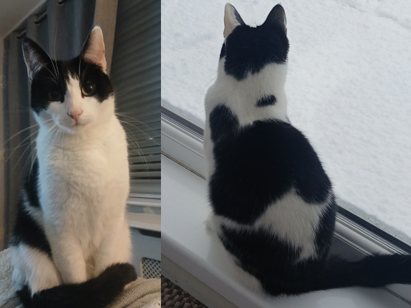 Cosmo