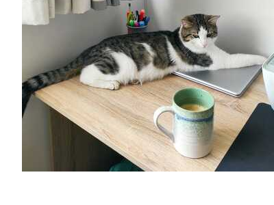 L631 - tabby & white male - DERBY