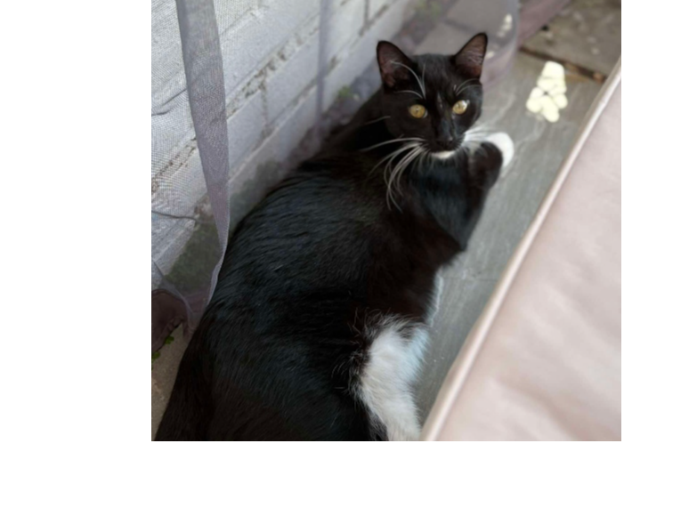 Ace Lost 2026.040 - Exmouth Road, nr Elson Junior School, Gosport