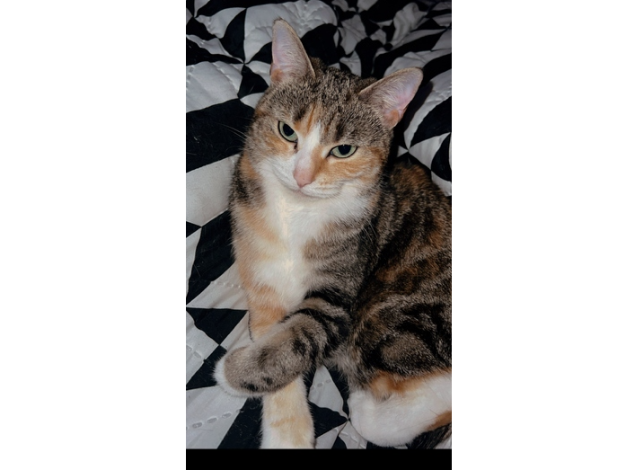 Lottie Lost 2026.043 - Orange Grove, off Forest Way, Holbrook