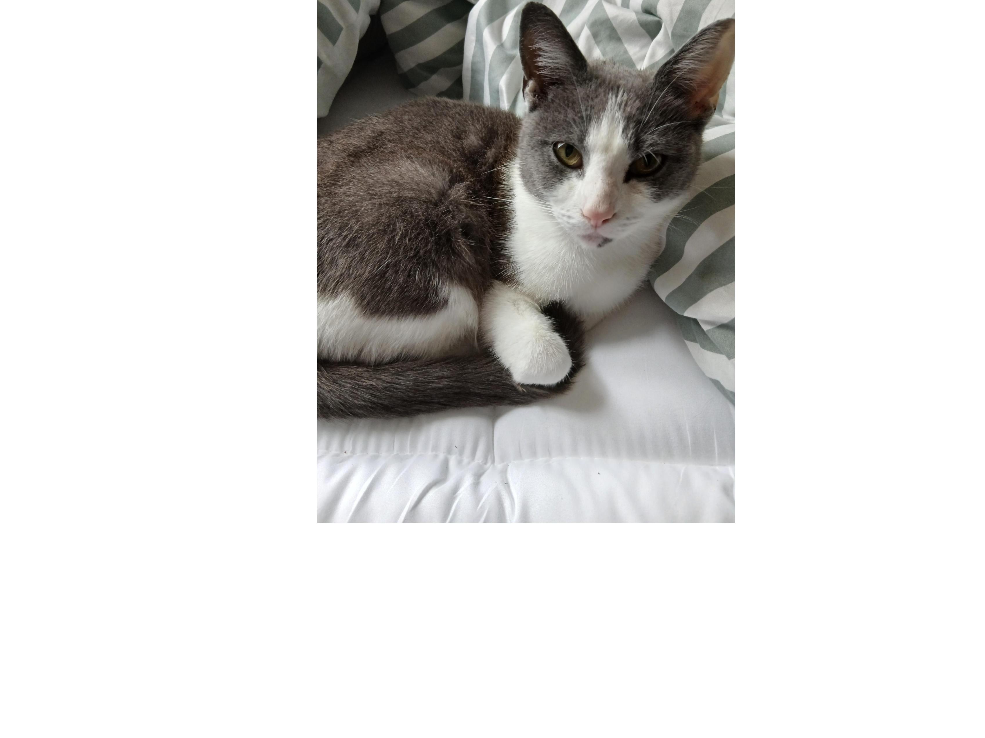 L632 - grey & white female - DERBY