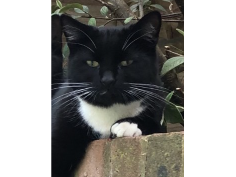 marmite