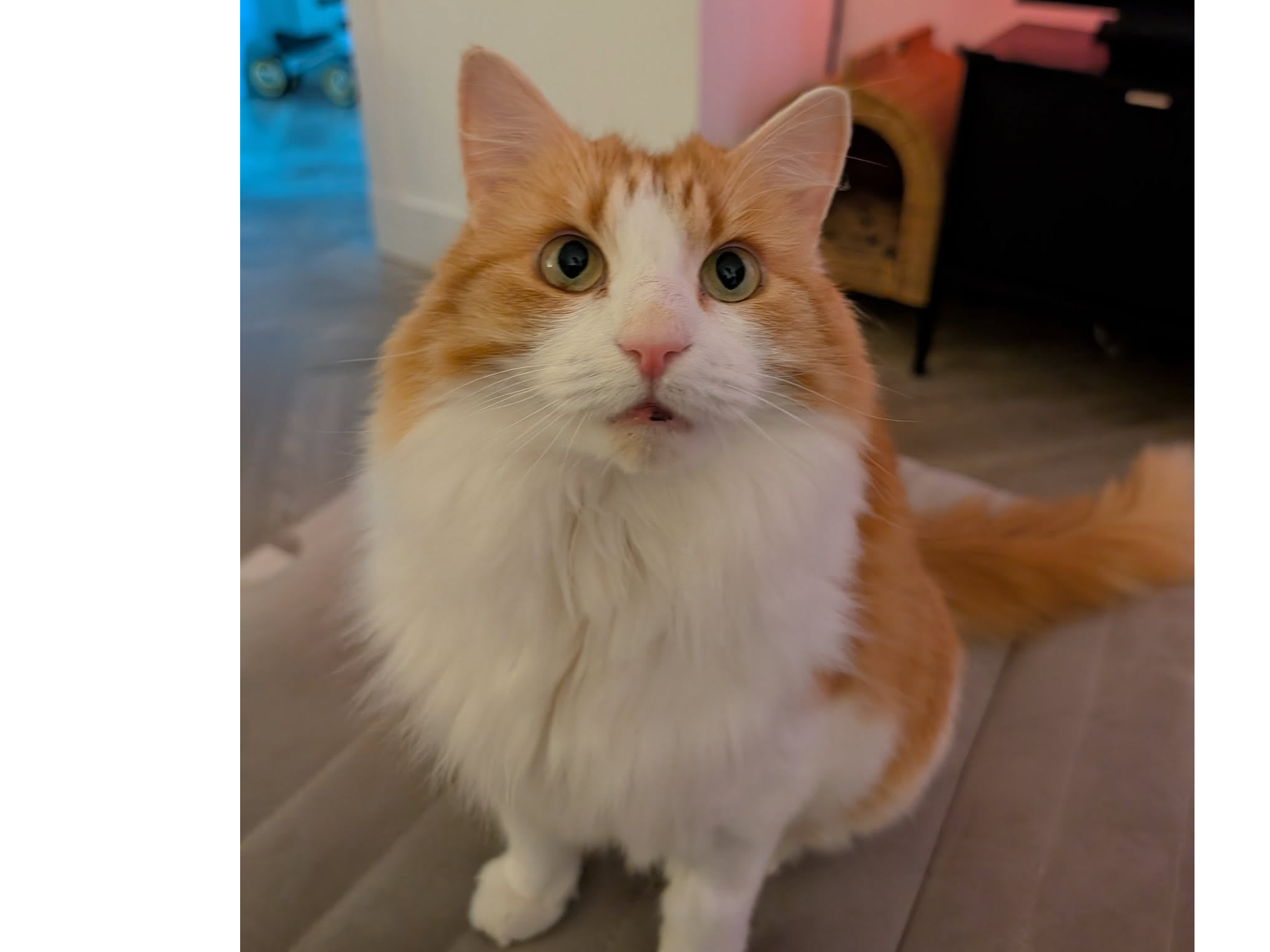 Lloyd