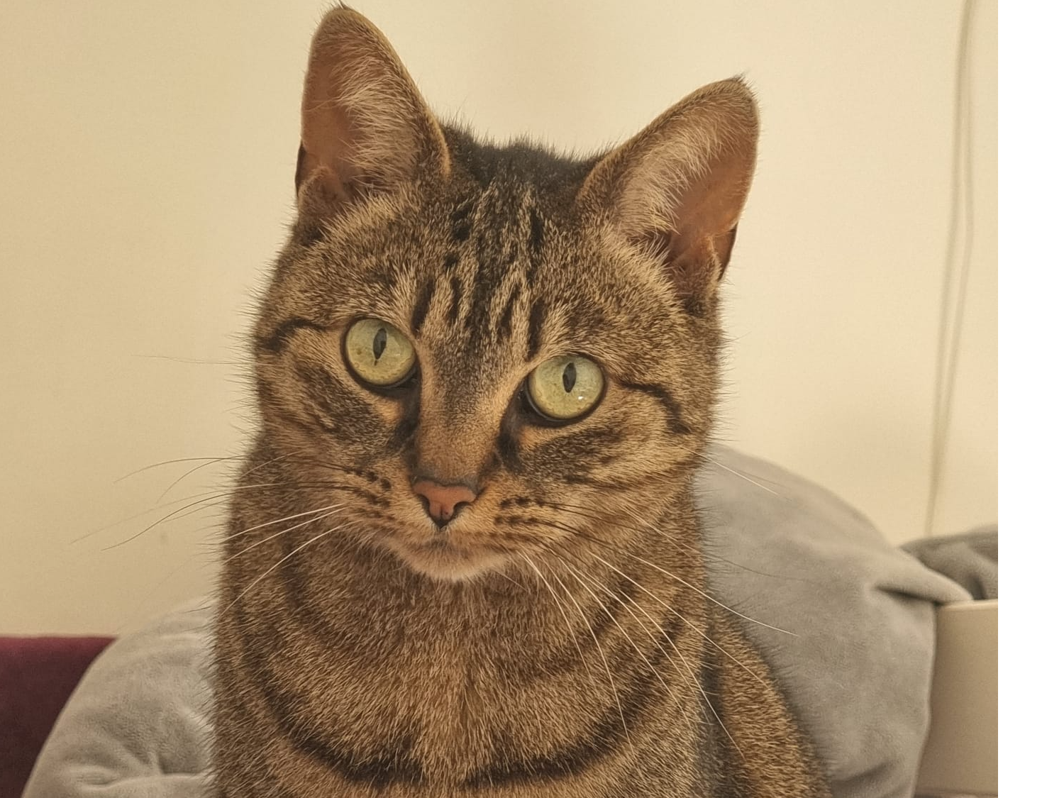 Roxie has been missing from Devonshire Road W4 2JL since late afternoon 17 June. Please contact 07413 78416 or 07766 442247 or email: enquiries@ealing.cats.org,uk if you see her. She is chipped 98514100173894 and neutered. She is timid.