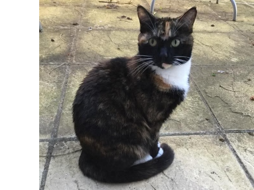 Squishy Lost 2026.044 - Beaumont Ct, Elson Road, Gosport