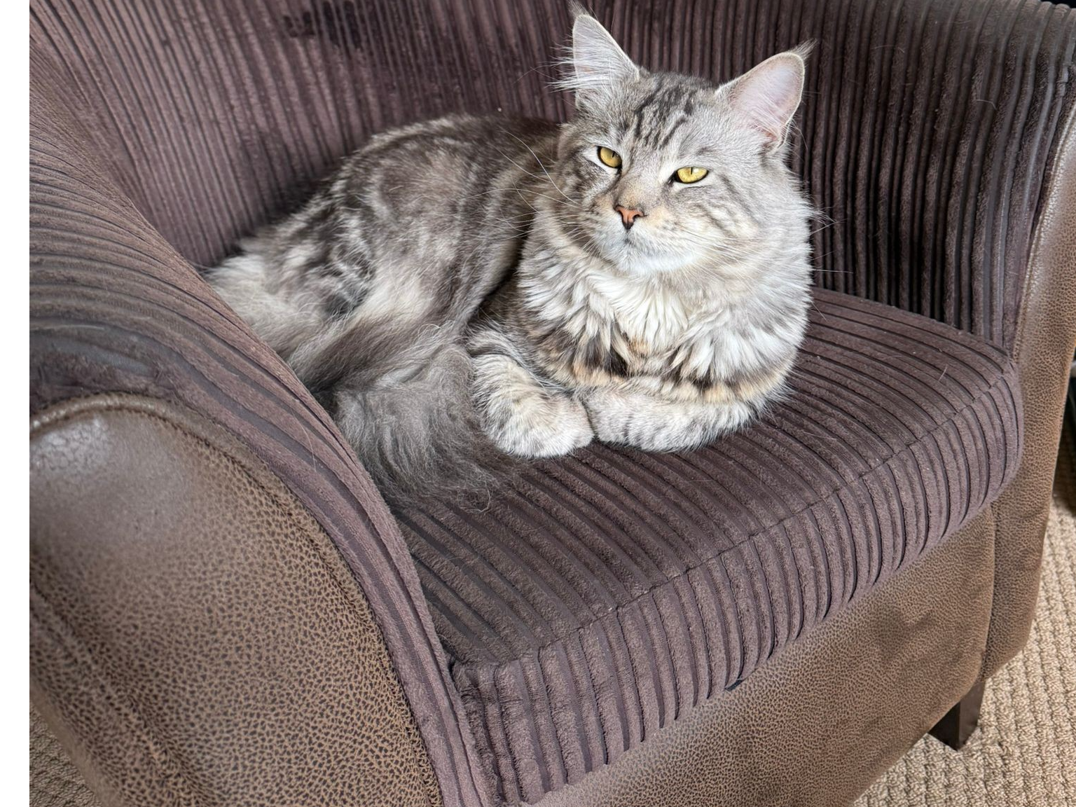 L633 - Maine Coon male - CHADDESDEN
