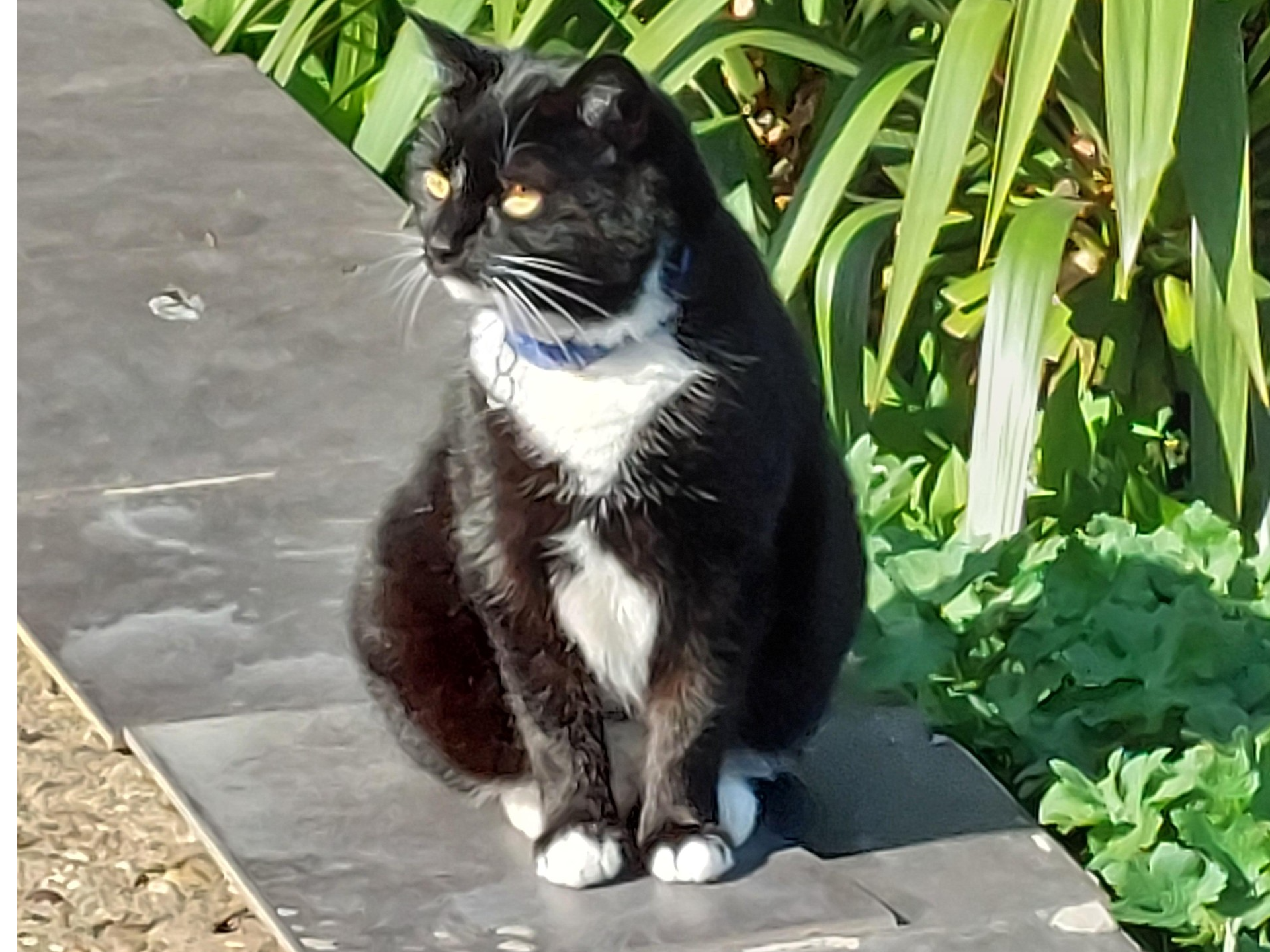 L635 - black & white female - ALFRETON