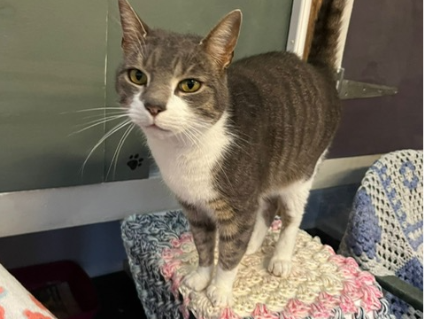 L636 - tabby & white male - IRONVILLE