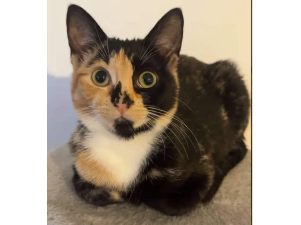 Frankie