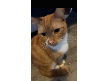 Tigger  Lost 2026.045 - Elsfred Road, nr jct with Sanross Close, Hill Head