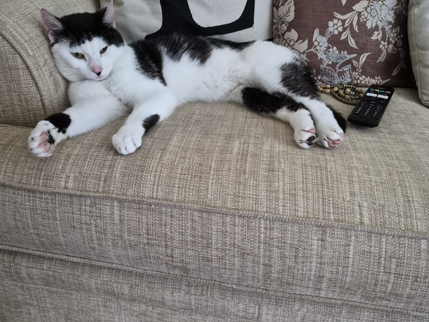 L638 - black & white male - DERBY