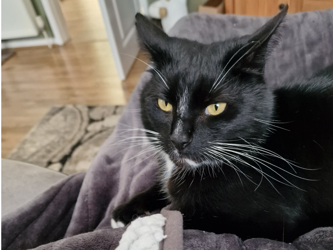OLIVER- Black and White
