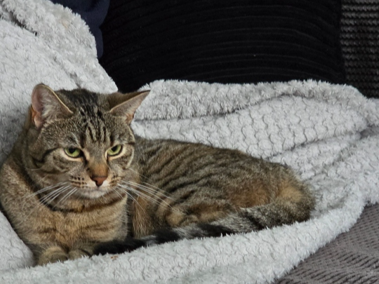 Betty  Lost 2026.047 - Wilmott Close, nr the sports field, Gosport