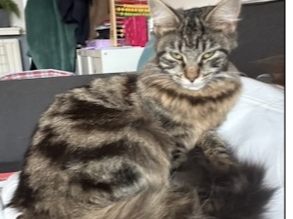 BELLA