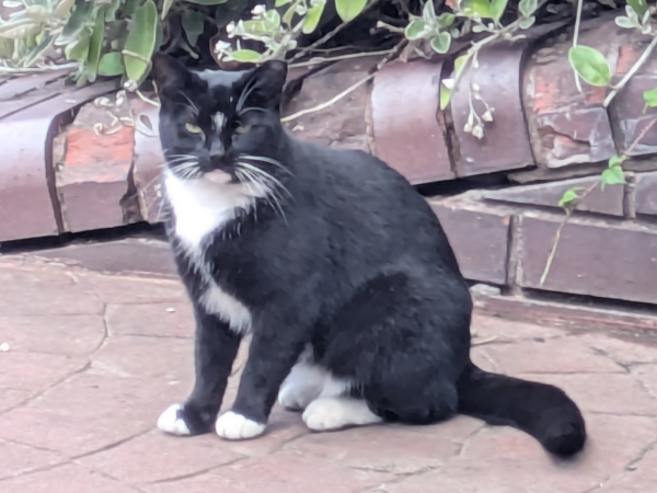 Missing – East Howdon Community Centre Area