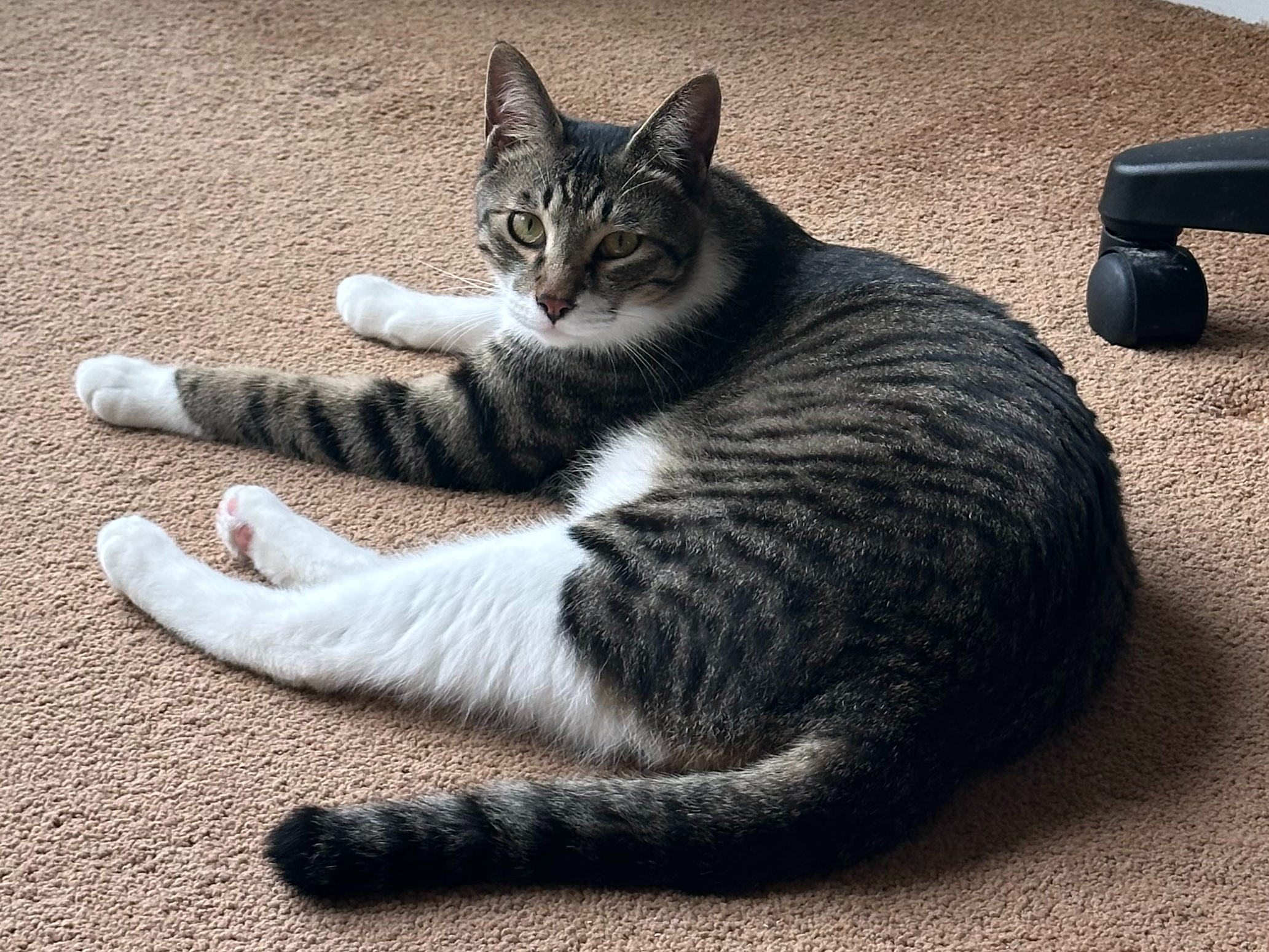 Maru, Chesterton