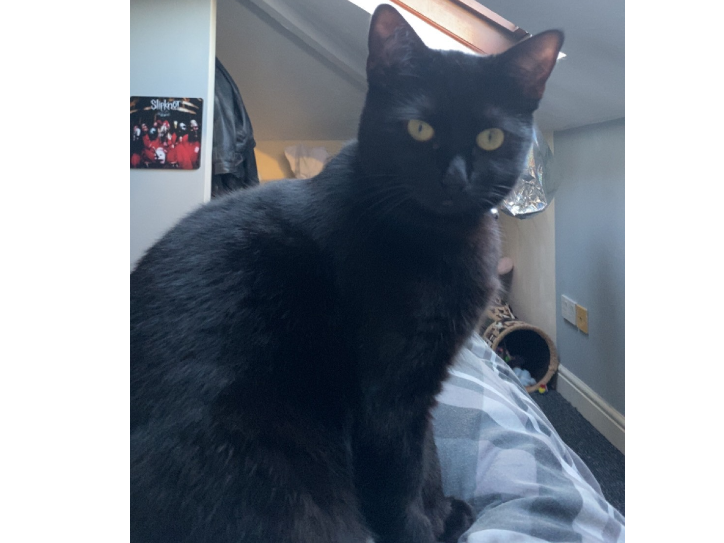 L650 - black female - DERBY