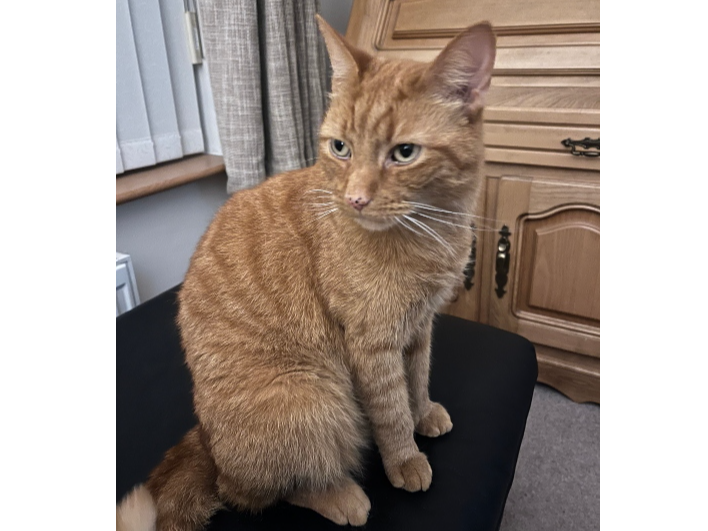 Stanley Lost 2026.050 - Brewers Lane, nr Brewers Arch bridge, Bridgemary