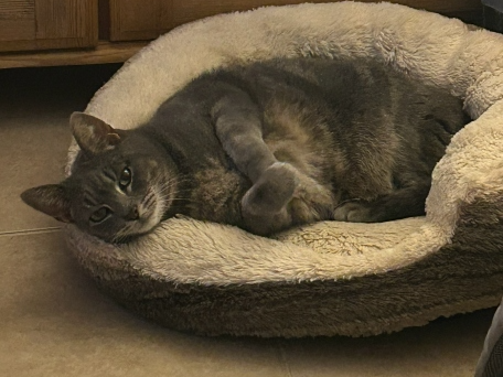 Reggie Lost 2026.051 - Goodwood Rd, off Reeds Road, Gosport