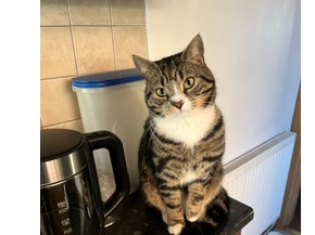 L655 - tabby & white male - DERBY